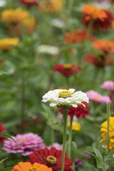 Zinnia elegans in the darden - close up