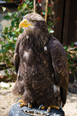 bird of prey