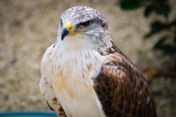 bird of prey
