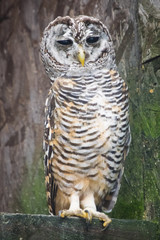 bird of prey