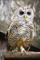 bird of prey