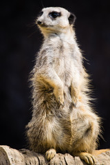 Meerkat