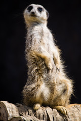 Meerkat