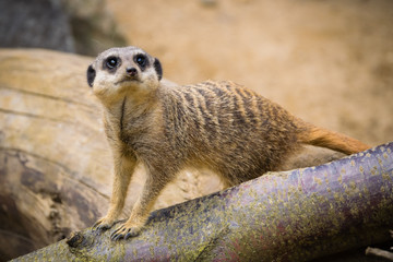 Meerkat