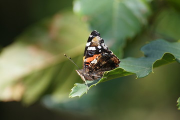 Papillon
