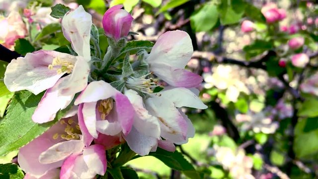 Close Up Apple Blossoms