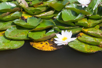 Water lilies