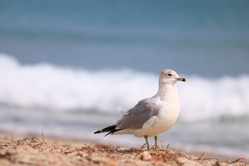 Seagull