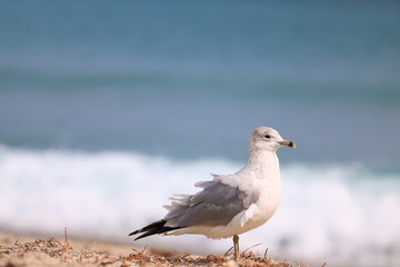 Seagull
