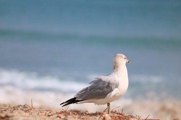 Seagull
