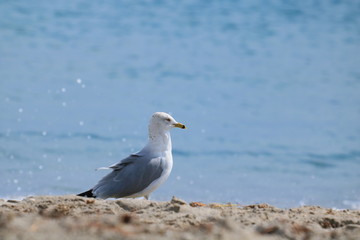 Fototapeta premium Seagull