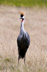 Grey crowned crane