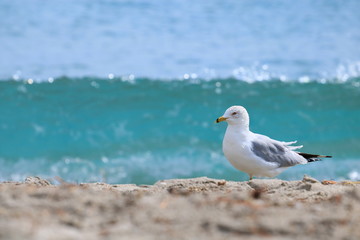 Seagull