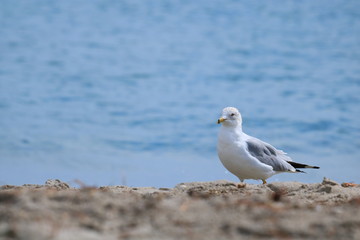 Seagull