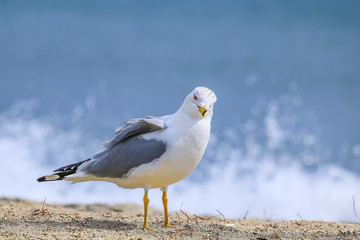 Seagull