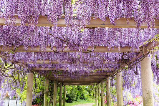 Wistaria and azalea in Yobuko, Japan