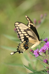 Yellow and Black Swallow Tail Butterfly zoom in