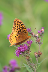Fototapeta na wymiar Orange and Black Butterfly on Purple Bloom
