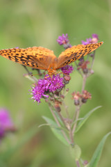 Orange and Black Butterfly Zoom In