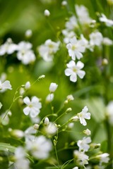 Fairy white Flowers