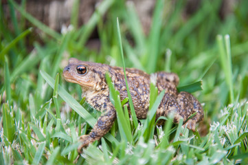 Common gray toad sitting in the grass. Shot with soft lighting on a summer cloudy day in Portugal.
