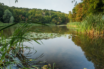 View on one of the lakes in Goloseevo park in Kiev, Ukraine with strong vegetation. Shot on a sunny hot summer cloudless day with no people.