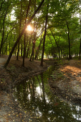 Small river running through the Goloseevo park in Kiev, Ukraine. Shot on a summer day in the evening with the golden sun beams shining through the trees. No people in the shot.