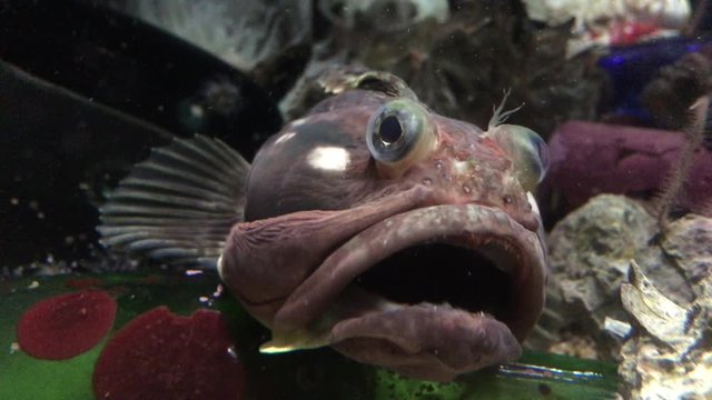 4K HD Video of a Blackeye Goby, a very common inhabitant of coral reefs and rocky habitats along the eastern Pacific coasts of Mexico, the United States, and Canada. They often rest motionless
