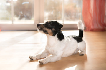 niedlicher Hund liegt gehorsam auf dem Boden - Jack Russell Terrier 