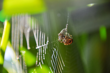 European garden spider (Araneus diadematus), also known as diadem spider, cross spider, or cross orbweaver eating a fly that was cought in his web.