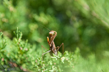 Macro shot of praying mantis on a bright hot summer day. The background is out of focus. Insect is sitting on a cypress branch, looking for prey.