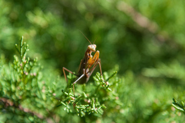 Macro shot of praying mantis on a bright hot summer day. The background is out of focus. Insect is sitting on a cypress branch, looking for prey.