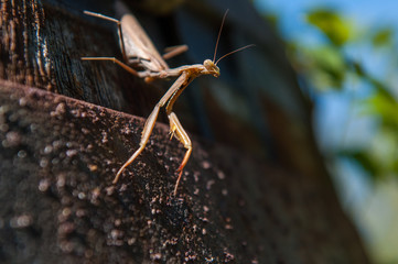 Macro shot of praying mantis on a bright hot summer day. The background is out of focus. Insect is sitting on a wooden log, looking for prey.