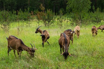 Naklejka na ściany i meble Goats grazing on grass. Farm animals.