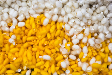 Yellow and white silkworm cocoons shell.