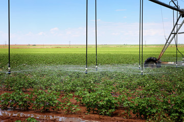 A cotton field irrigated with center pivot automated sprinkler system