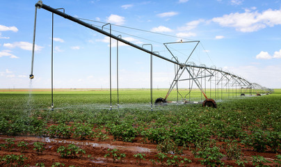 Fototapeta na wymiar A cotton field irrigated with center pivot automated sprinkler system