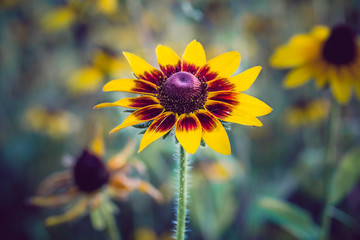 Black Eyed Susan Flowers