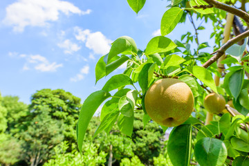 小さい梨