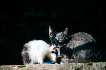 Two poor homeless vagrant sick urban unhappy little cats sitting together in summer day under bridge on abstract background, looking around. Pets outdoor. Unhealthy street kittens life. Hungry animals