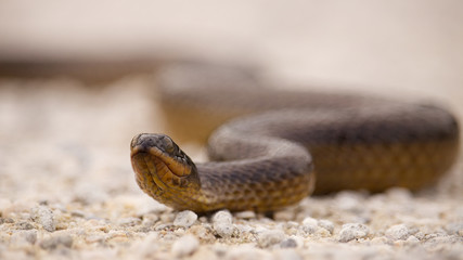Crayfish Snake 