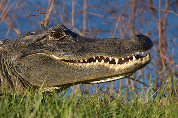American Alligator