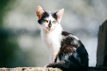 Obraz premium Closeup portrait of innocent beautiful newborn little homeless urban kitty sitting on roadside in summer sunny day on abstract background. Domestic animal outdoor at nature. Pet face. Furry cat