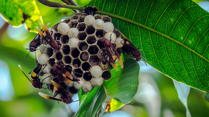 bee hive hanging on the tree