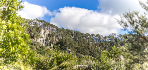 Green nature landscape in Coromandel, New Zealand