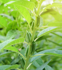 Sesame seed plants