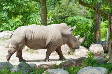 Fototapeta premium Southern white rhinoceros on natural background