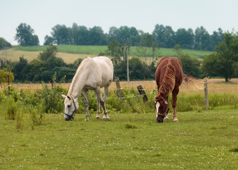Naklejka na ściany i meble Horses in the field 