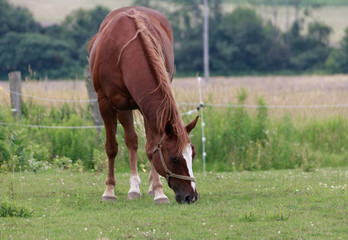 Brown horse in the field 
