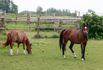 Obraz premium Brown horses in the field 